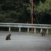 OSARUsan