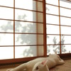 和室猫