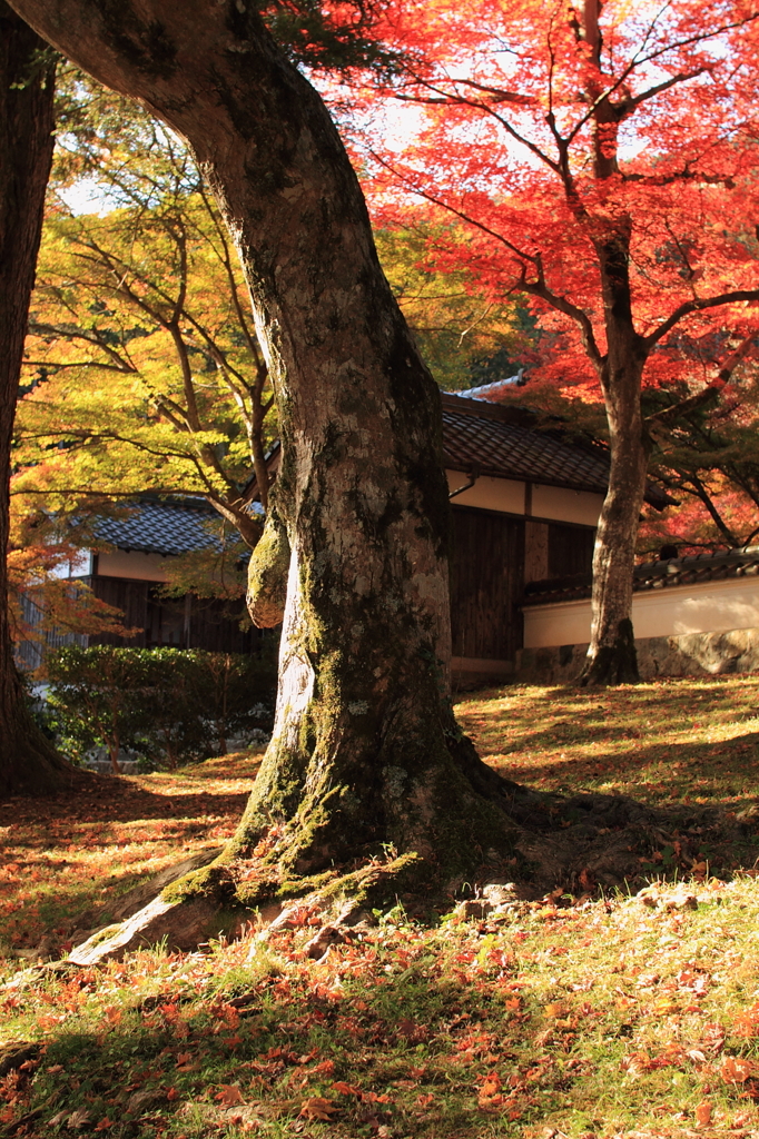 円通寺
