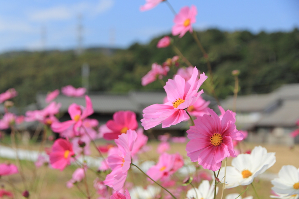 CosMos