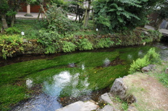 綺麗な水