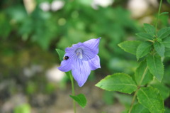 花と虫