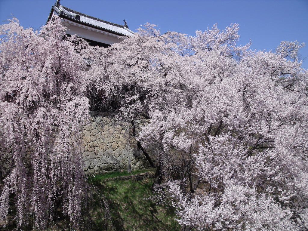 桜満開