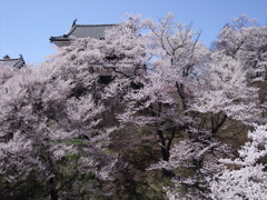 桜満開