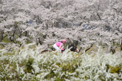 水沢競馬