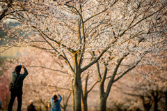 sakura gift