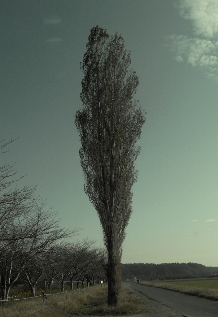 ノッポの木