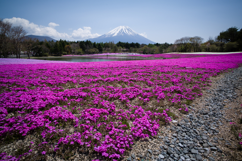 芝桜