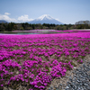 芝桜