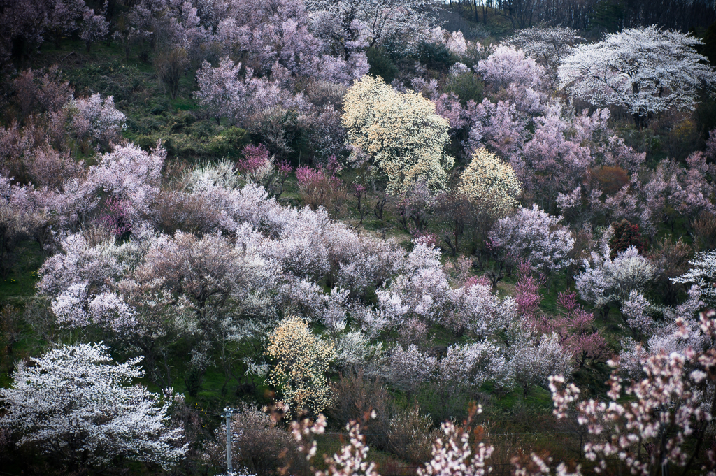 花見山