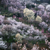 花見山