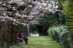 思い出の桜道