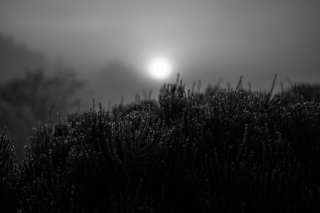 Drop of the morning