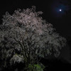 夜桜