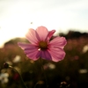 秋桜