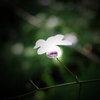 花・・・