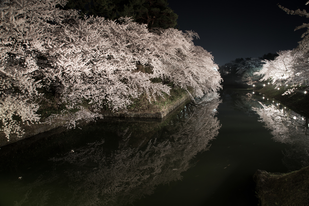 夜桜