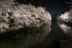 夜桜