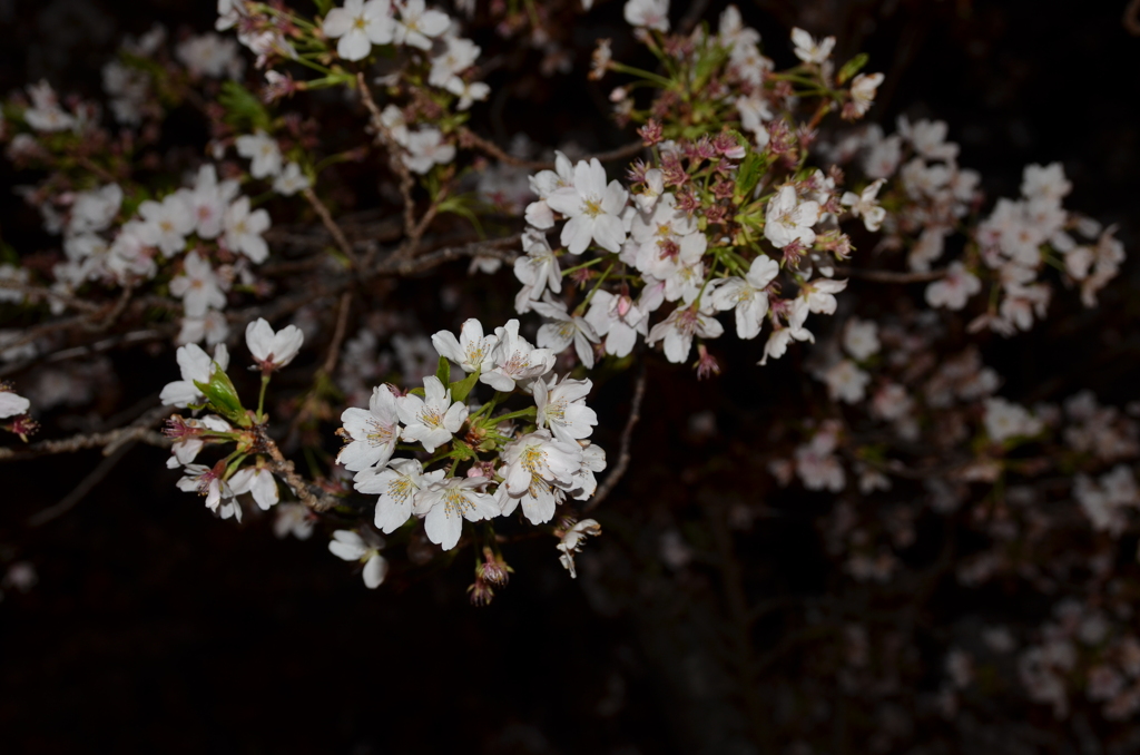 農大の夜桜