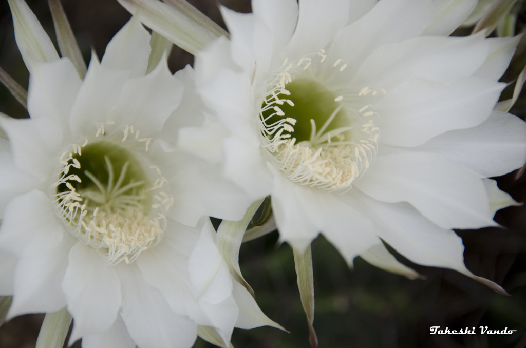 一夜限りの可憐な花　２