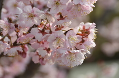 一番最初に咲く桜の花（４）