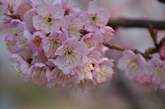 一番最初に咲く桜の花（３）