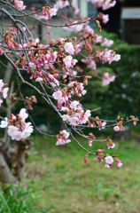 一番最初に咲く桜の花（２）