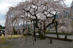 明王寺のしだれ桜（２）