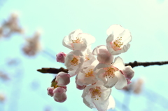 一番最初に咲く桜の花