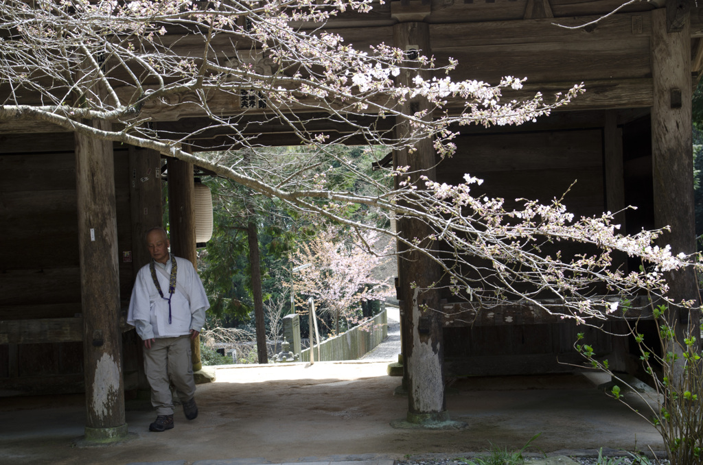 熊谷寺　中門に桜