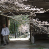 熊谷寺　中門に桜