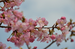 一番最初に咲く桜の花（６）