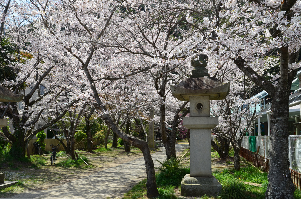 参道の満開の桜