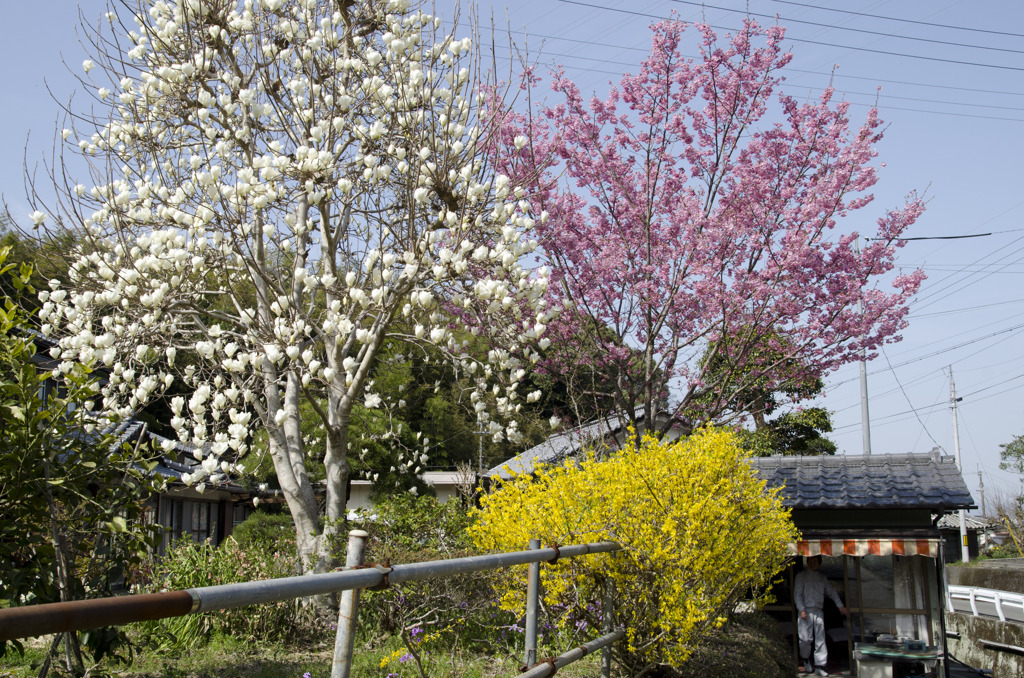 藤井寺の参道横の春の花々