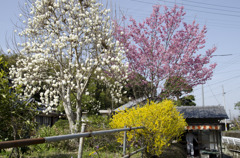 藤井寺の参道横の春の花々