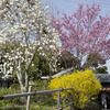 藤井寺の参道横の春の花々