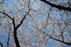 天空の桜