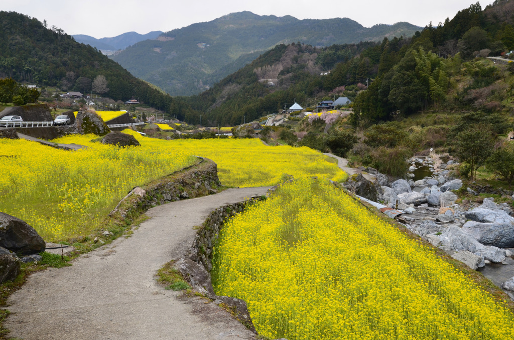 江田の菜の花