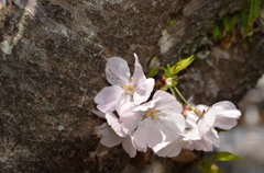 ポチッと咲く桜