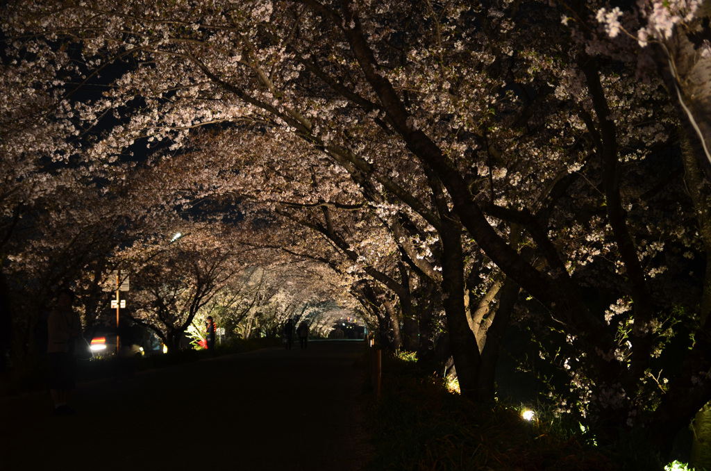 農大の夜桜（２）