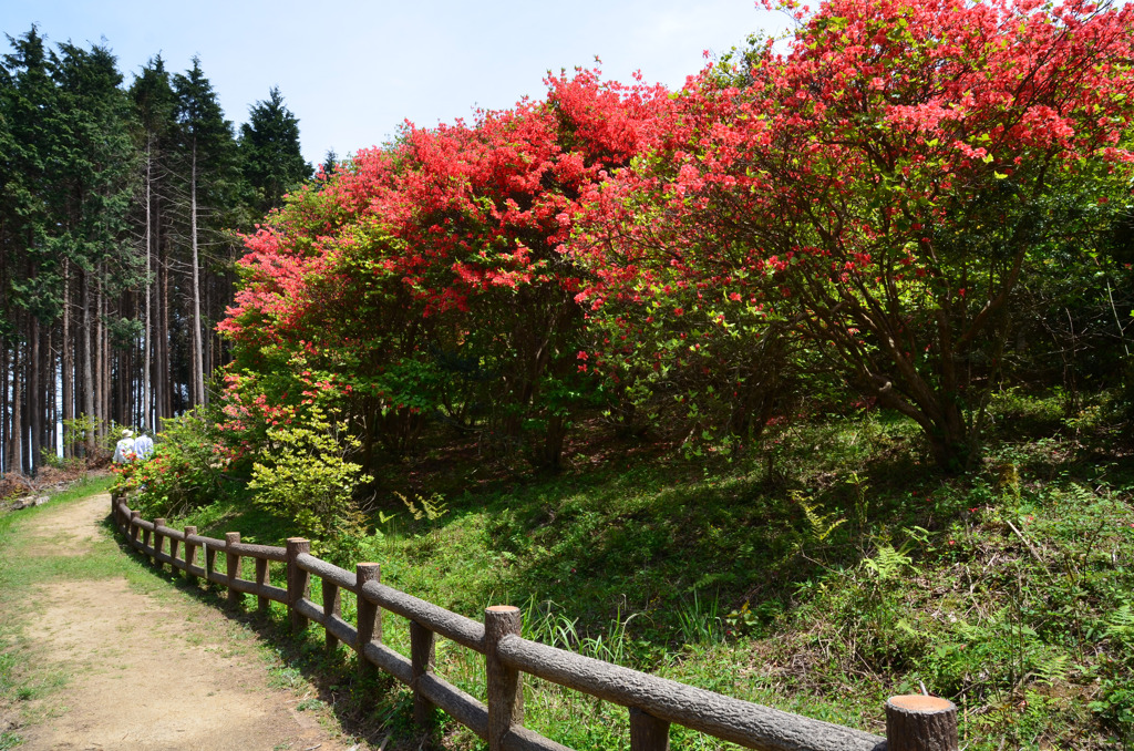 船窪つつじ公園