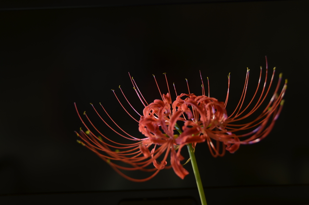 曼珠沙華