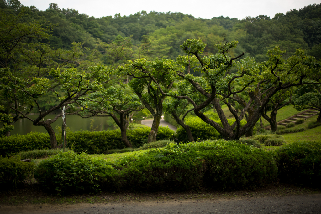 夏の面影1