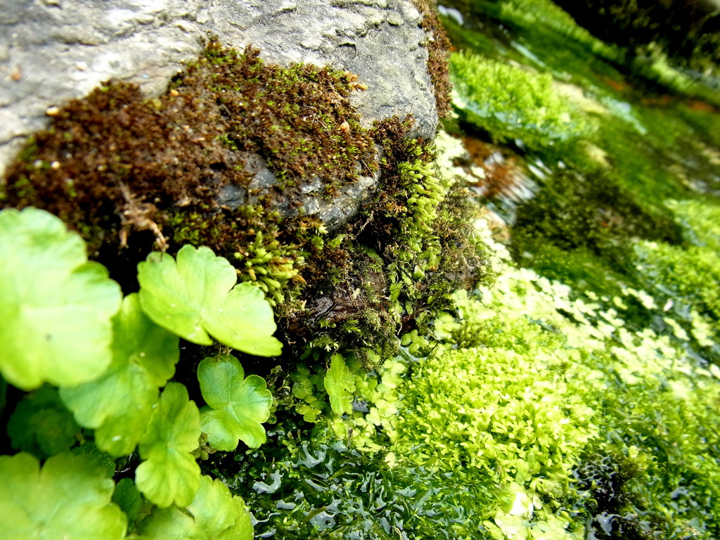ritsurin park -苔-