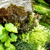 ritsurin park -苔-