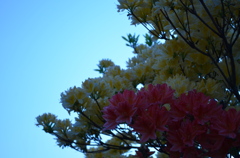青光り。
