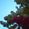 青光り。