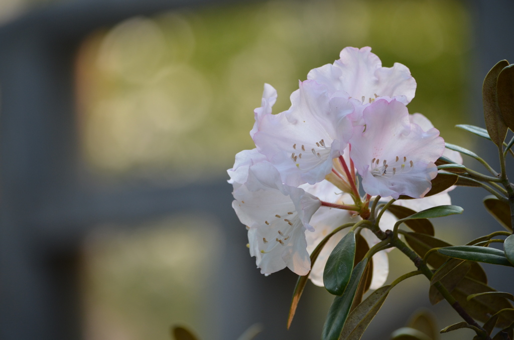 お花の名前がわかりません。