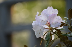お花の名前がわかりません。