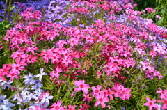 芝桜。